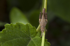 Acrididae