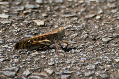 Locusta migratoria