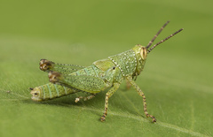 Acrididae