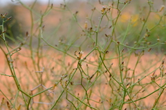 Wahlenbergia asparagoides