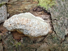 Fomitopsis pinicola