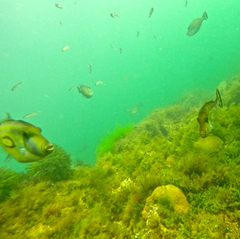 Meuschenia hippocrepis