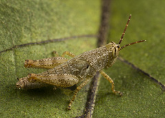 Acrididae