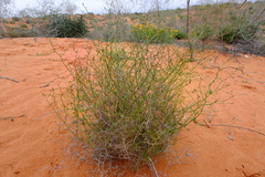 Wahlenbergia asparagoides