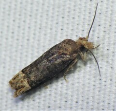 Eucosma ochroterminana