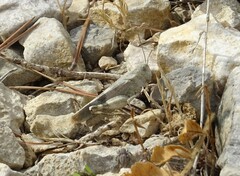 Oedipoda germanica