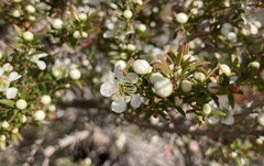 Leptospermum polygalifolium