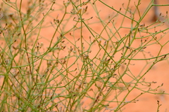 Wahlenbergia asparagoides