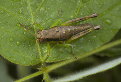 Acrididae