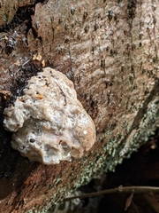 Fomitopsis pinicola