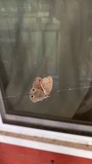 Hermeuptychia sosybius