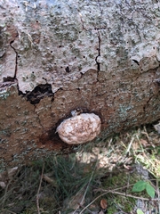 Fomitopsis pinicola