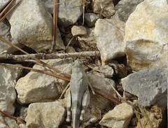 Oedipoda germanica