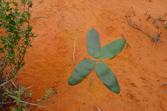 Brunsvigia orientalis