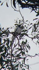 Coracina novaehollandiae