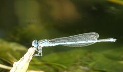 Erythromma lindenii