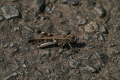 Oedaleus infernalis