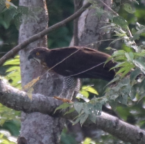Sulawesi Hawk-Eagle (Nisaetus lanceolatus), photo 8