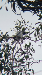 Coracina novaehollandiae