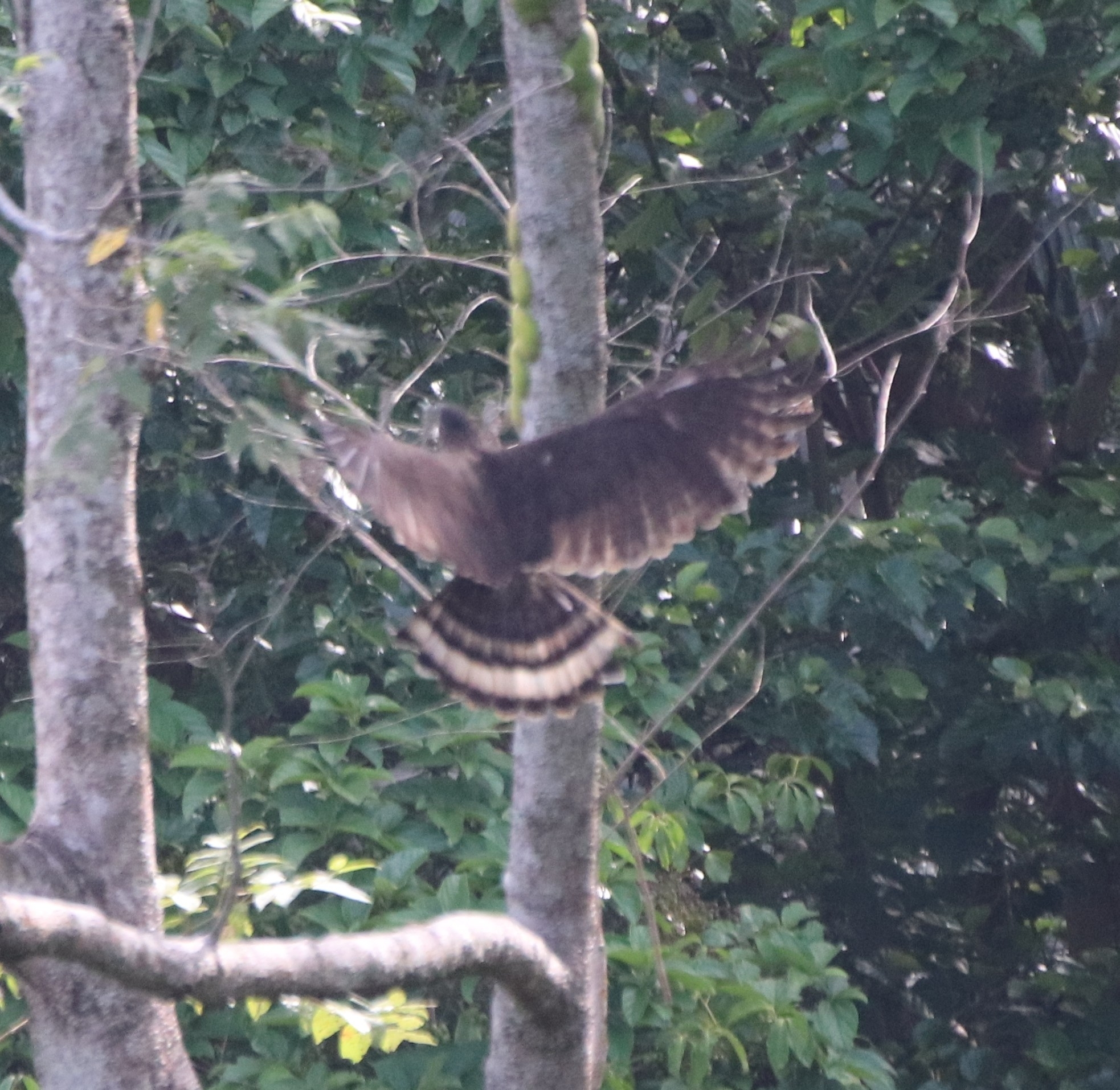 Sulawesi Hawk-Eagle (Nisaetus lanceolatus), photo 8