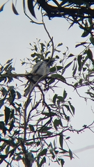 Coracina novaehollandiae