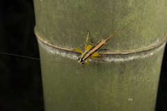 Tettigoniidea