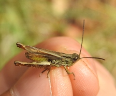 Chorthippus macrocerus