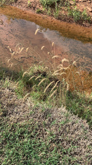 Elymus canadensis