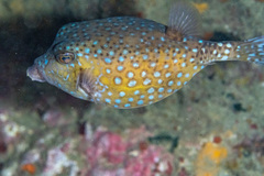 Ostracion immaculatum