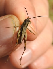 Chorthippus macrocerus