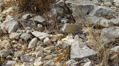 Oedipoda germanica