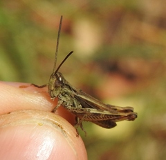 Chorthippus macrocerus