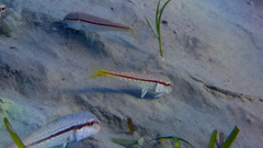 Mullus barbatus