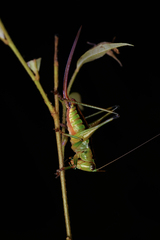 Tettigoniidae