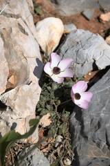 Ranunculus asiaticus