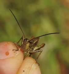 Chorthippus macrocerus