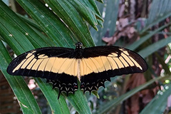 Heraclides androgeus