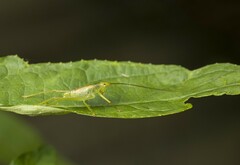 Tettigoniidae