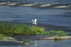 Ardea alba