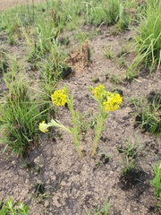 Lasiosiphon kraussianus