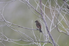 Emberiza pallasi
