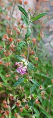 Teucrium asiaticum