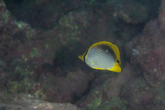 Chaetodon melannotus