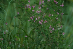Indigofera pseudotinctoria