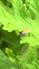 Minettia longipennis