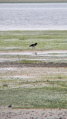 Haematopus longirostris