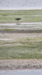 Haematopus longirostris