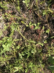 Lycopodiella appressa