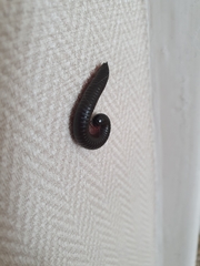 Ommatoiulus moreleti