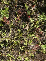 Lycopodiella appressa